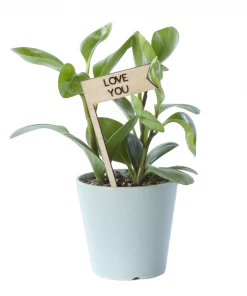 Savvie Studio Poppy Picks Plant Pick - Love You