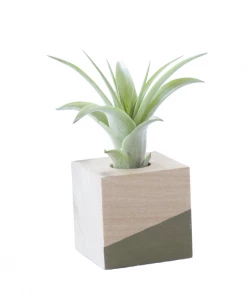 Savvie Studio Cube Air Plant Magnet - Olive