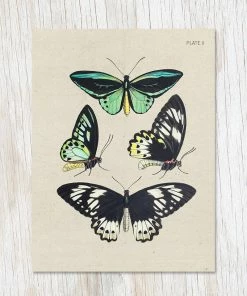 Cards Cognitive Surplus - Butterfly Collection Specimen Plate 2 Card