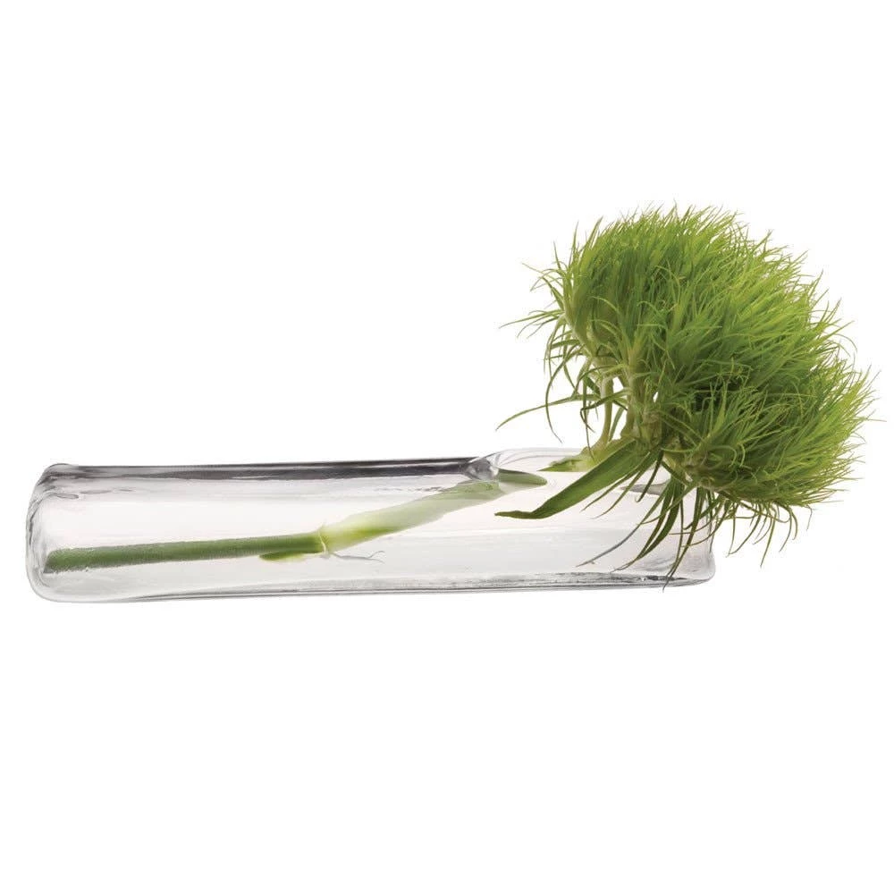 Deals 𧨠Chive Glass Test Tube Vase ( Flat ) Vases 𧨠1 Chive Glass Test Tube Vase ( Flat ) Vases