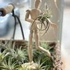 DG Flower Studio Air Plant People