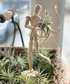 DG Flower Studio Air Plant People